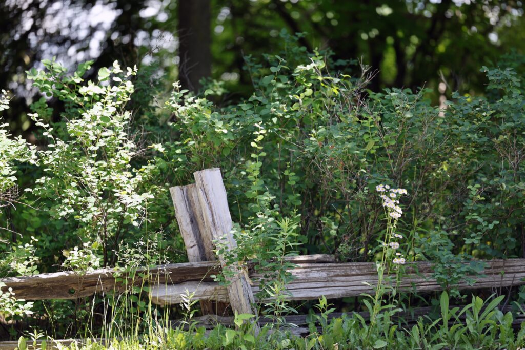 Old wooden split rail fence surrounded by wildflowers and greenery in Centereach, New York