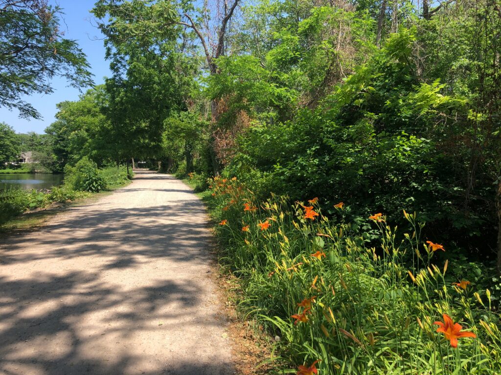 Sunlit dirt walking path flanked by vibrant orange daylilies and lush green trees leading toward a calm pond in Dix Hills, New York.